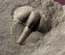 Fossils - Trilobites