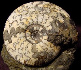 Fossils - Ammonites - FossNet