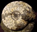 Fossils - Ammonites