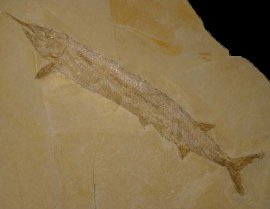 Fossils - Schnabelfisch - Solnhofen - FossNet